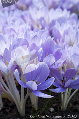 Image of Crocus