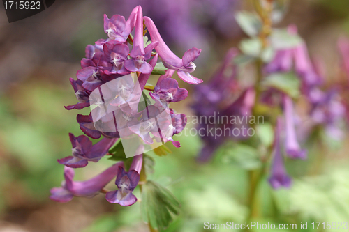 Image of  Corydalis solida flower