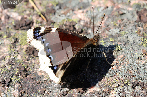 Image of Nymphalis antiopa butterfly