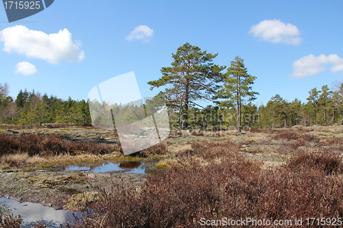 Image of Natural landscape of rocks, forest and heather in Finland