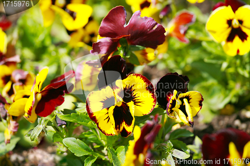 Image of Heartsease, flower garden - close-up 