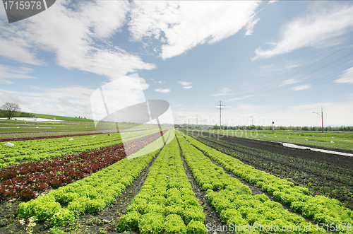 Image of Agricultural field with growing plants 