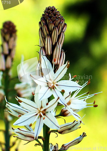 Image of Asphodel