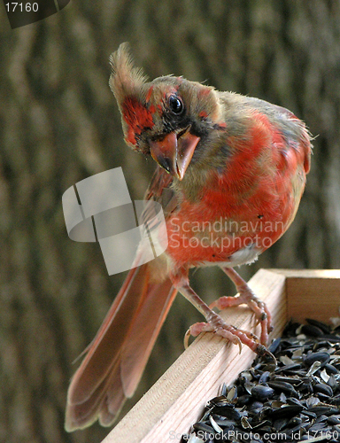 Image of Curious Cardinal