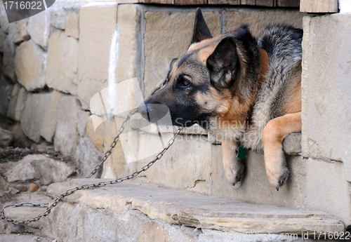 Image of Portrait of German Shepherd