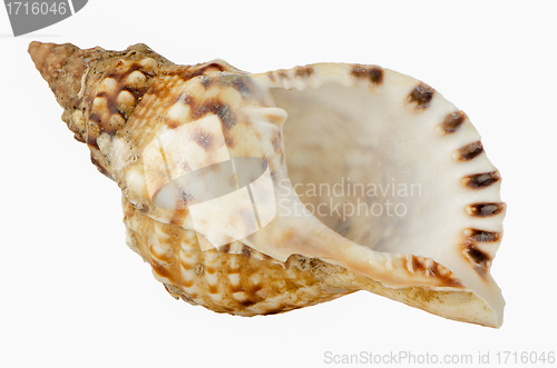 Image of Sea shell