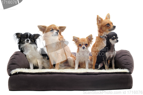 Image of chihuahuas on sofa