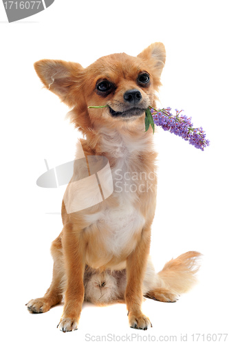 Image of chihuahua and flower