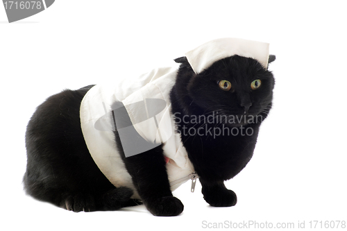Image of doctor cat
