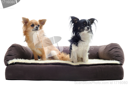 Image of chihuahuas on sofa