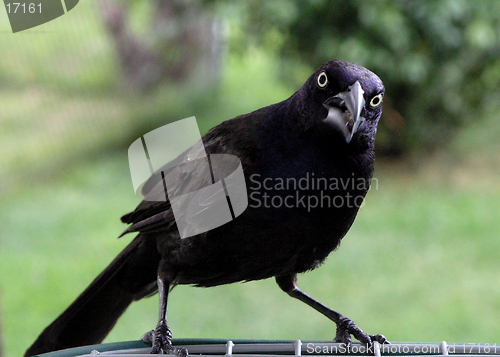 Image of Angry Bird