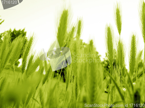 Image of ear of green wheat 