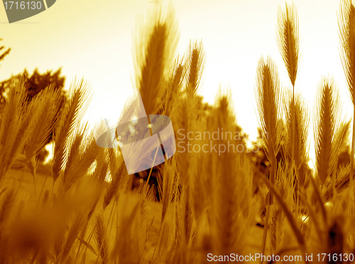 Image of Rye ears