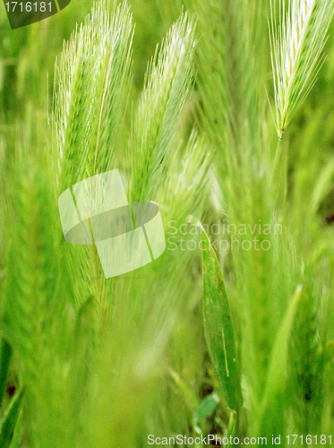Image of ear of green wheat 