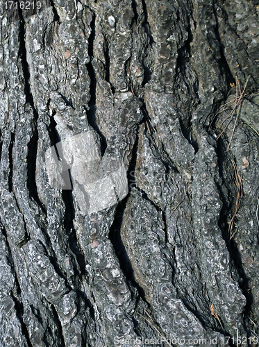 Image of cracked tree trunk