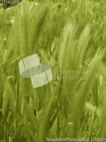 Image of ear of green wheat 