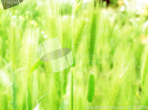 Image of ear of green wheat 