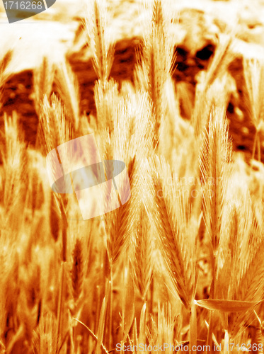 Image of Rye ears