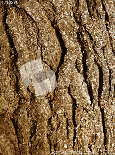 Image of cracked tree trunk