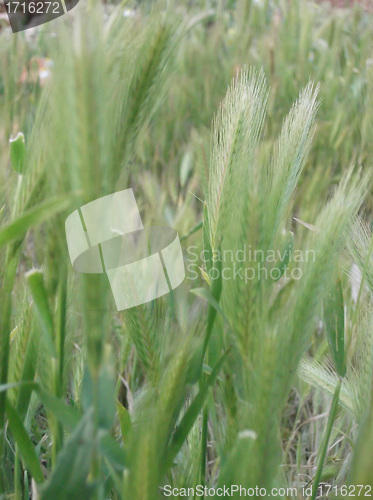 Image of ear of green wheat 