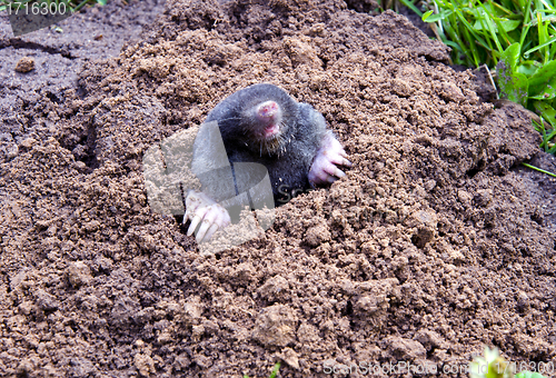 Image of mole head and legs mole-hill. parasitic animal 