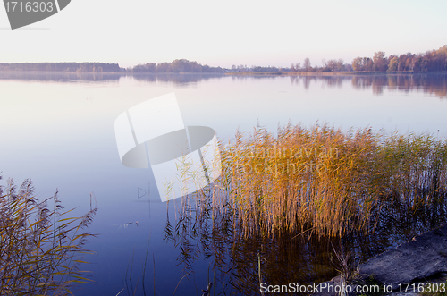 Image of Background of lake evening landscape. Bulrush grow 