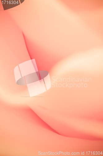 Image of orange rose macro