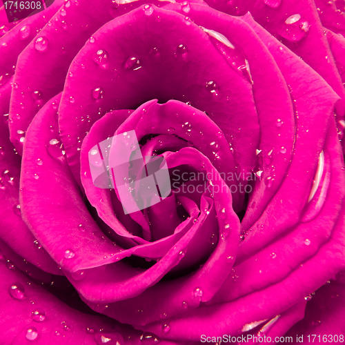 Image of pink rose