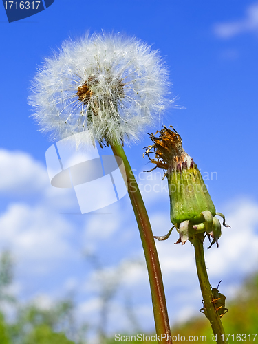 Image of Dandelion against blue sky