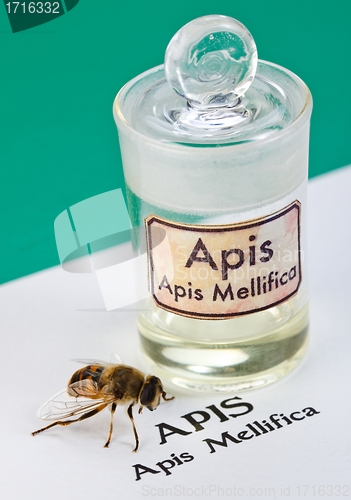 Image of Apis Mellifica sheet, the bee and poison extract