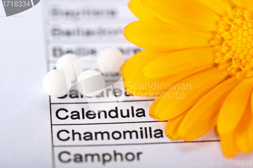 Image of Calendula Officinalis and word focused on sheet