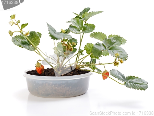 Image of Strawberry plant in pot