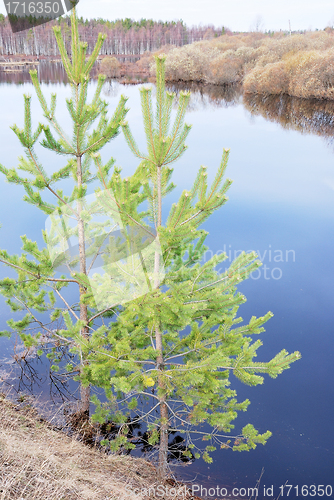 Image of two pine trees on the steep bank of the lake