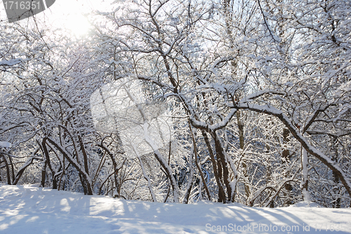 Image of frosty day, the trees in the snow