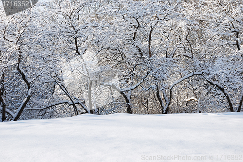 Image of frosty day, the trees in the snow