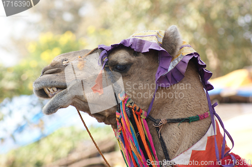 Image of adorned camel portrait