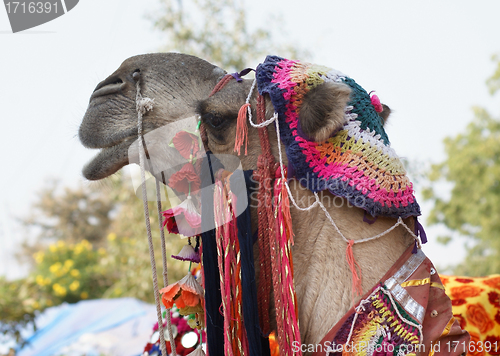 Image of adorned camel portrait