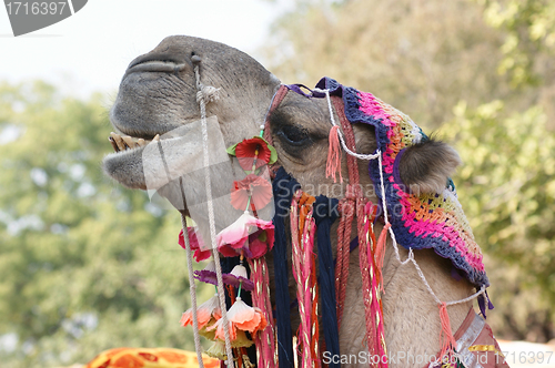 Image of adorned camel portrait