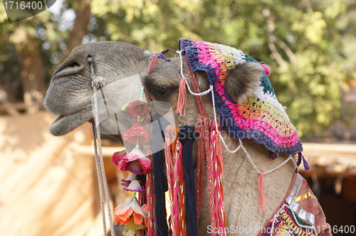Image of adorned camel portrait