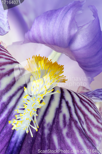 Image of Detail of iris germanica