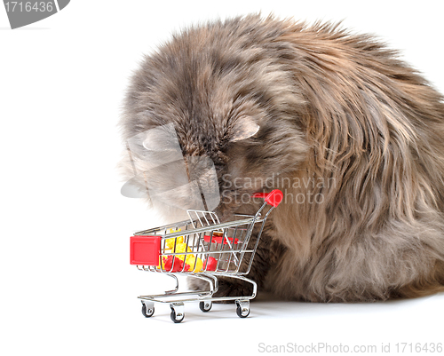 Image of Cat with Shopping Cart