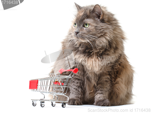 Image of Cat with Shopping Cart