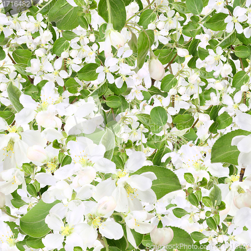 Image of Abstract background of apple-tree branch