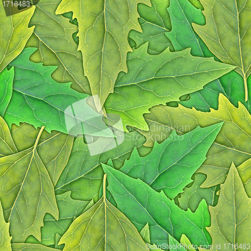 Image of Seamless pattern of green leafs