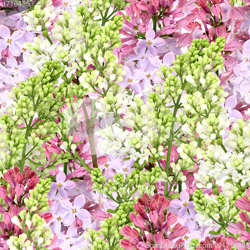Image of Abstract seamless background of white and purple lilac
