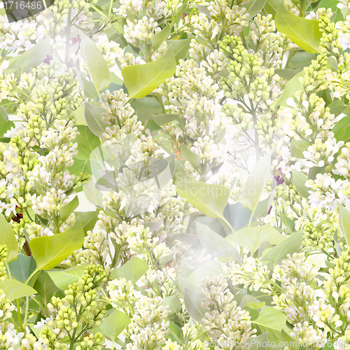 Image of Seamless pattern of white lilac