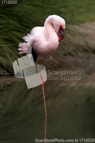 Image of beautiful flamingo portrait