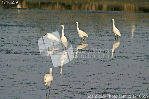 Image of Great White heron, beautiful nature animal photo