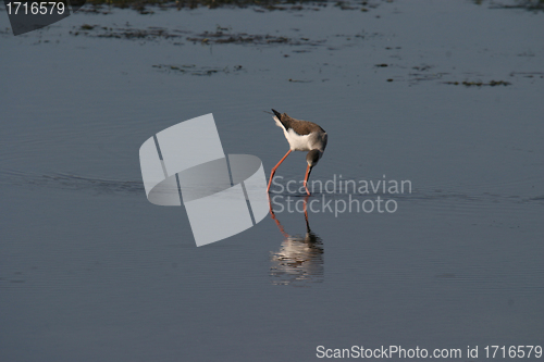 Image of water bird (himantopus himantopus), nature animal photo
