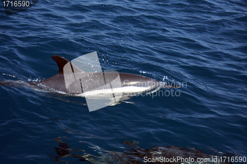 Image of beautiful dolphins in the ocean